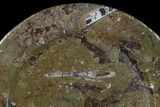 Fossil Orthoceras & Goniatite Round Plate - Stoneware #140067-1